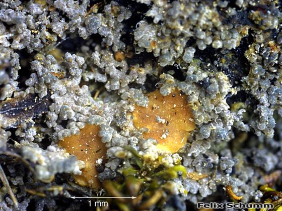 Vahliella atlantica (P.M. Jørg. & P. James) P.M. Jørg., 2008