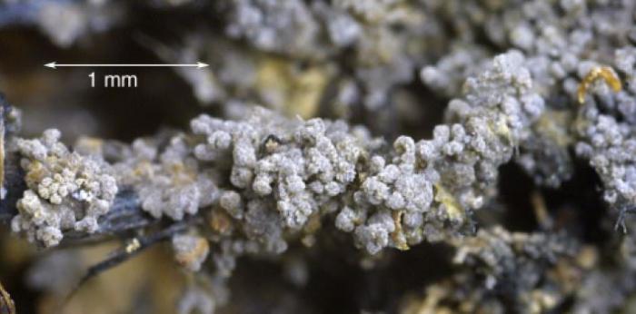 Vahliella atlantica (P.M. Jørg. & P. James) P.M. Jørg., 2008