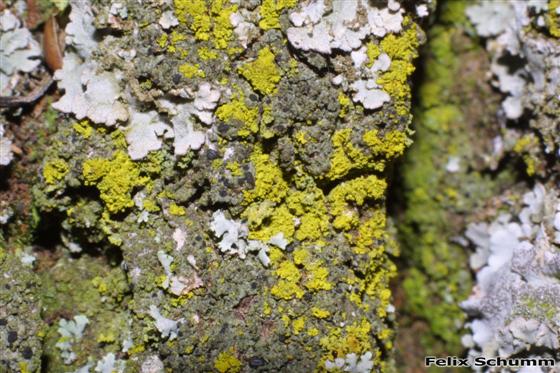 Candelaria concolor (Dicks.) Stein, 1879
