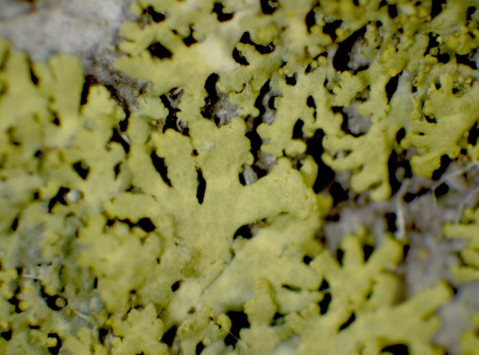 Candelaria concolor (Dicks.) Stein, 1879