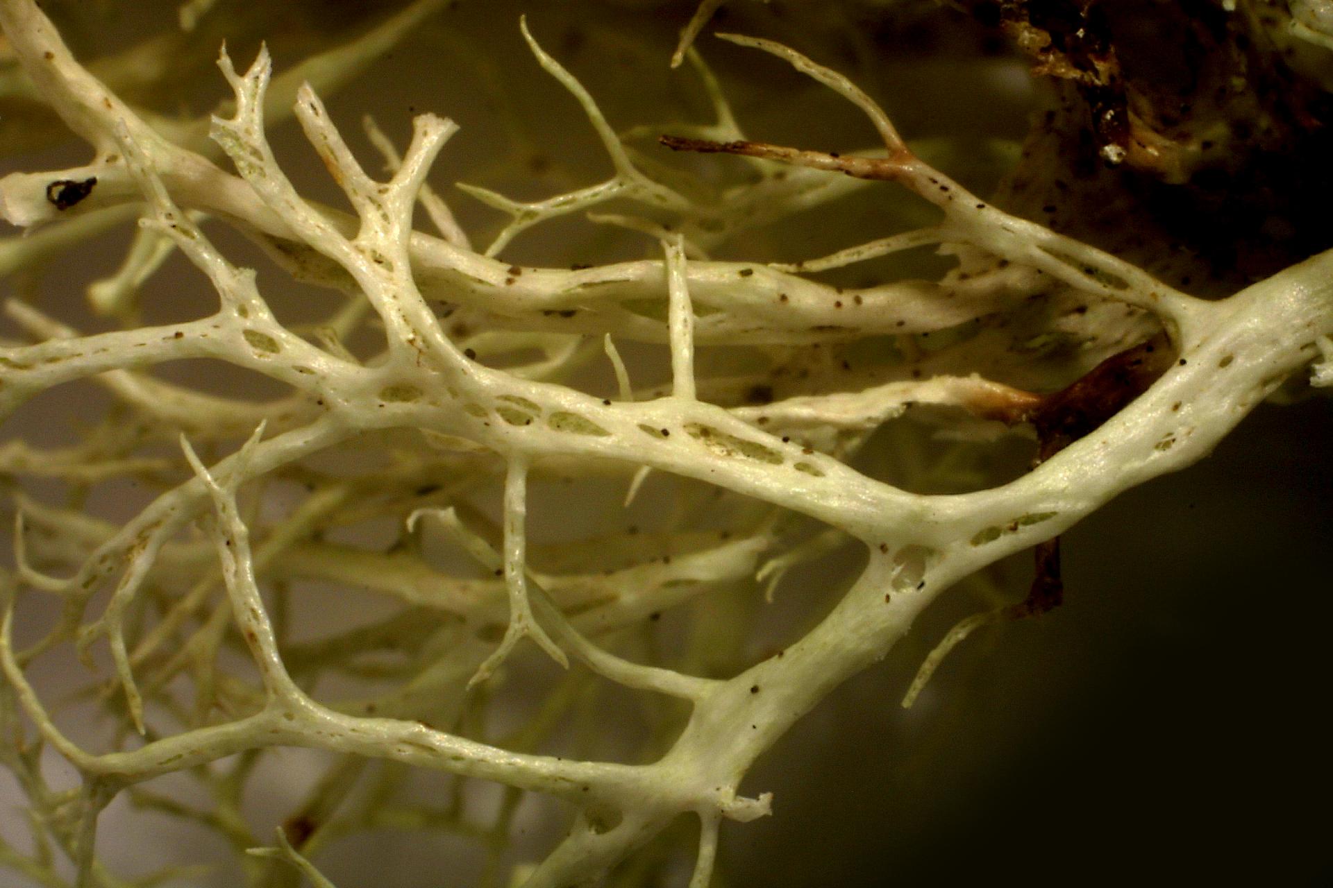 THE RAMALINA