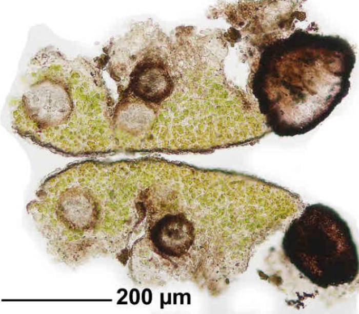 Rhizocarpon badioatrum (Flörke ex Spreng.) Th. Fr., 1874