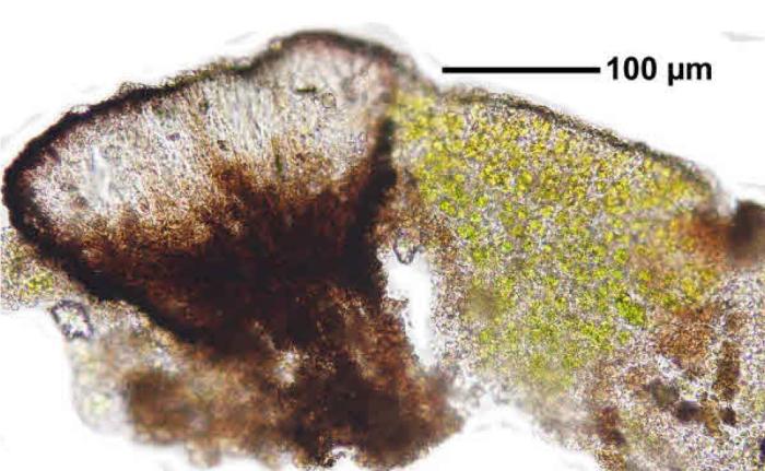 Rhizocarpon badioatrum (Flörke ex Spreng.) Th. Fr., 1874