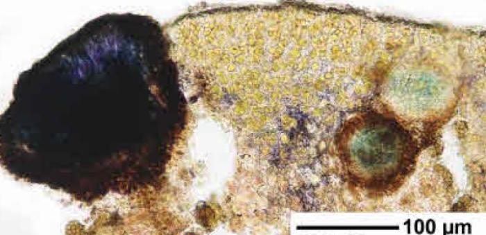 Rhizocarpon badioatrum (Flörke ex Spreng.) Th. Fr., 1874
