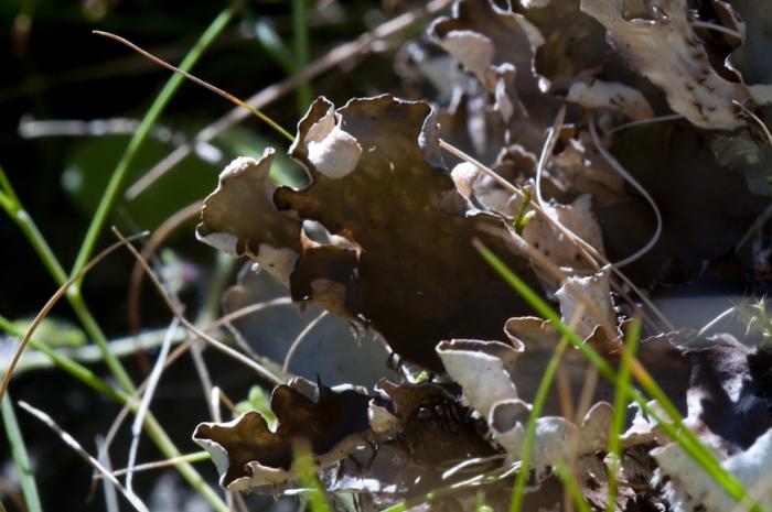 © Paulo Henrique Silva