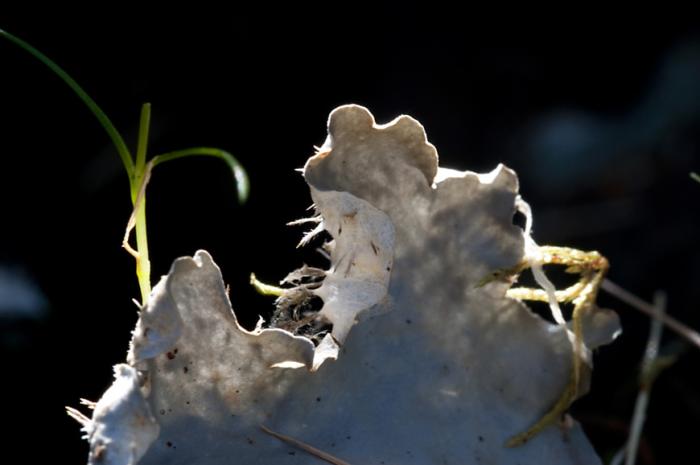 © Paulo Henrique Silva