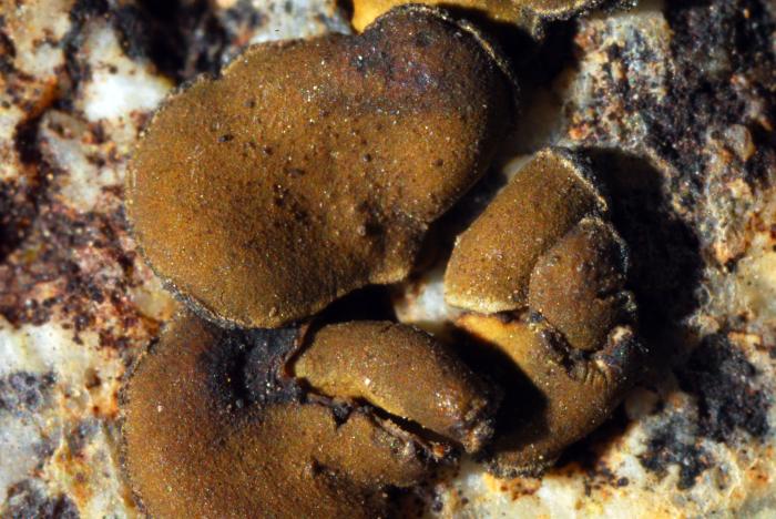 Peltula euploca (Ach.) Poelt ex Ozenda & Clauzade, 1970