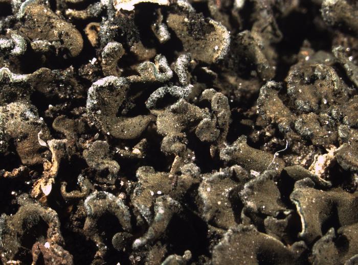 Peltula euploca (Ach.) Poelt ex Ozenda & Clauzade, 1970