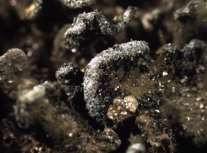 Peltula euploca (Ach.) Poelt ex Ozenda & Clauzade, 1970
