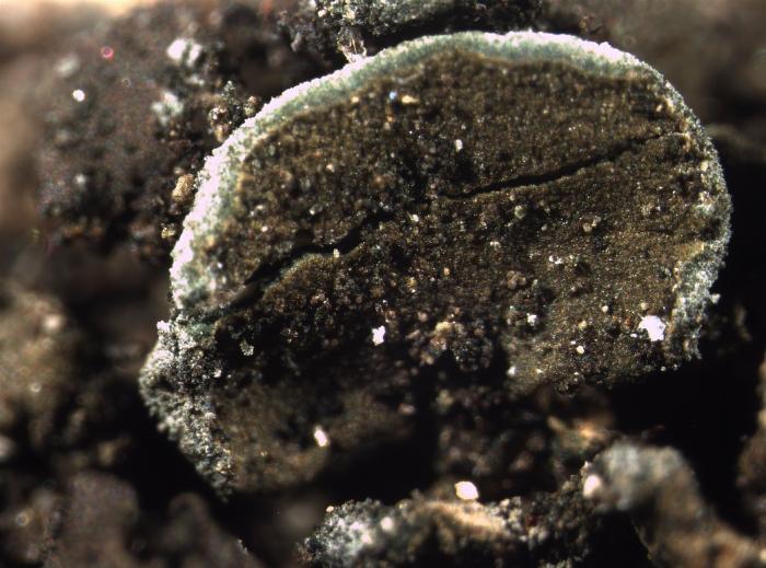 Peltula euploca (Ach.) Poelt ex Ozenda & Clauzade, 1970
