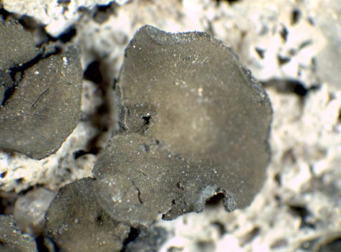 Peltula euploca (Ach.) Poelt ex Ozenda & Clauzade, 1970