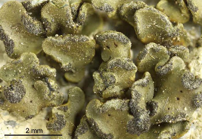 Peltula euploca (Ach.) Poelt ex Ozenda & Clauzade, 1970