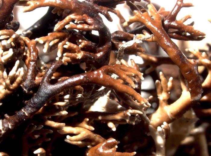 Sphaerophorus globosus (Huds.) Vain.