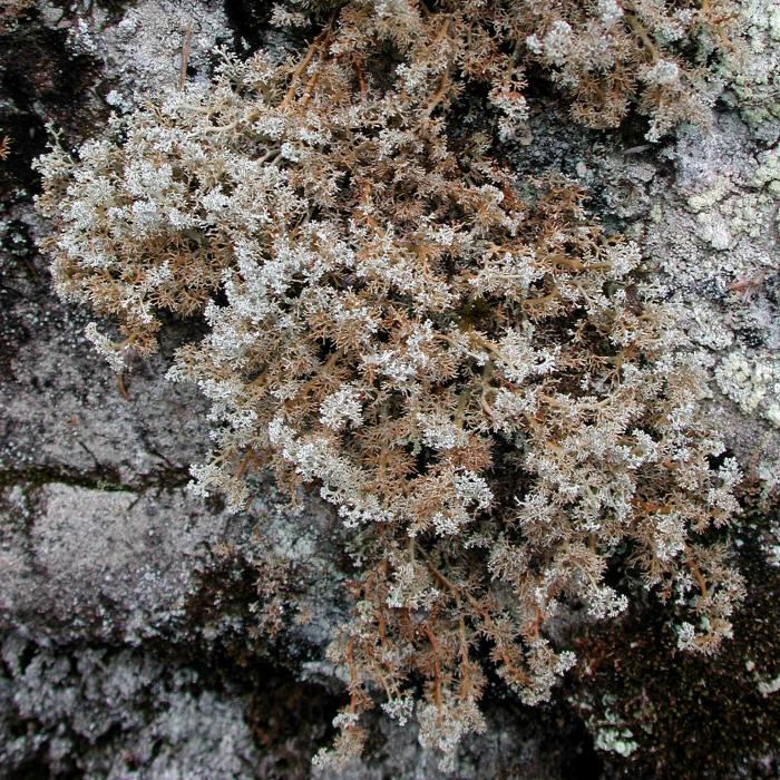 Sphaerophorus globosus (Huds.) Vain.