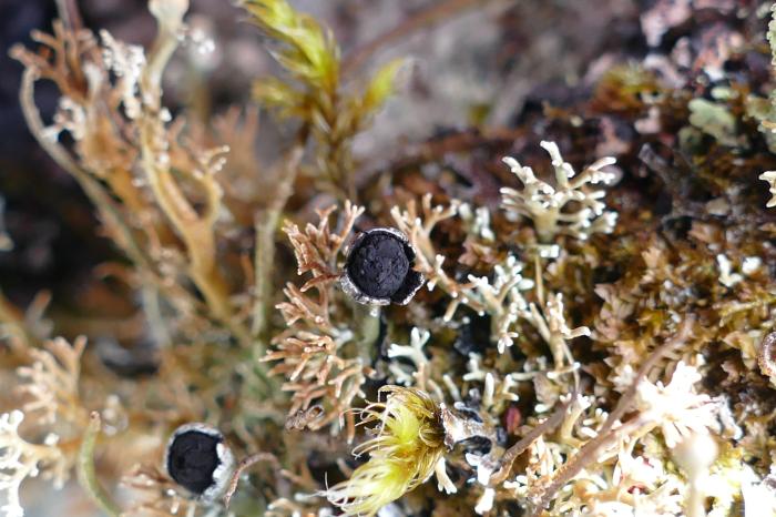 Sphaerophorus globosus (Huds.) Vain.