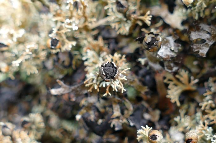 Sphaerophorus globosus (Huds.) Vain.