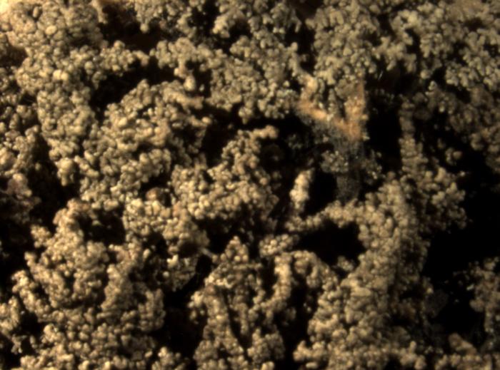 As Stereocaulon coralloides / © Pier Luigi Nimis