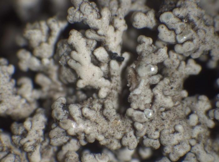 Phyllocladia / © Pier Luigi Nimis