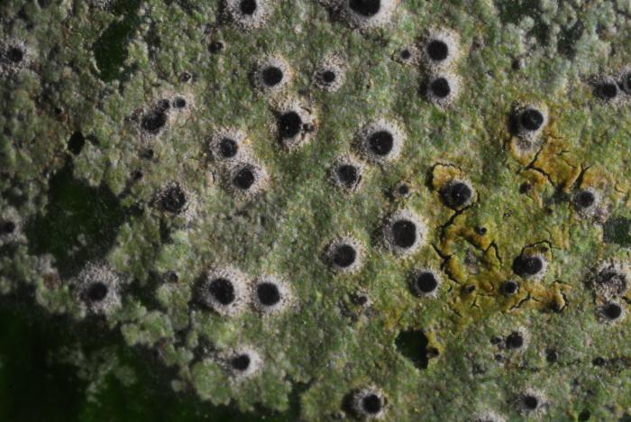 © Domenico Puntillo