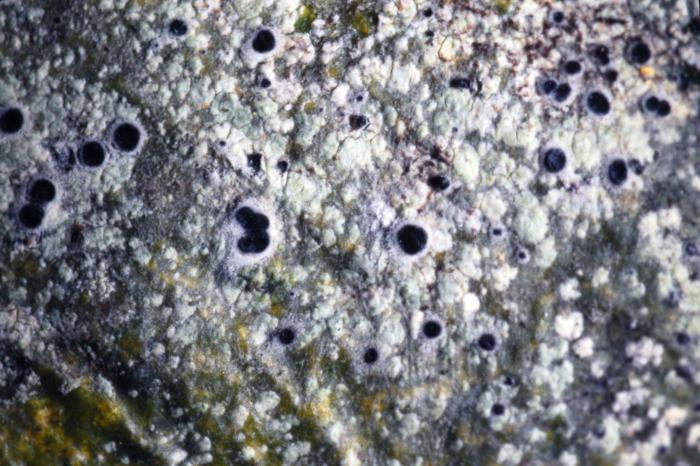 © Domenico Puntillo