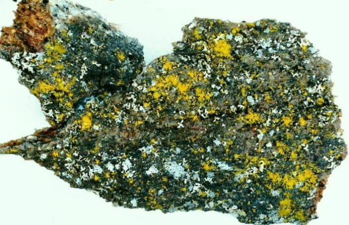 Photograph of a herbarium specimen showing yellow granules. Chemical spot test: K-, yellow granules measure 30-40 microns. / © Ed Uebel