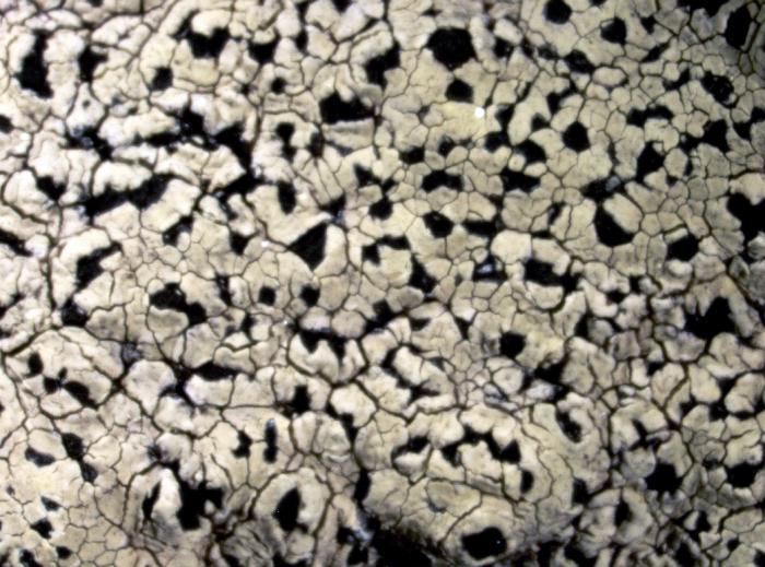 Rhizocarpon alpicola (Wahlenb.) Rabenh., 1861