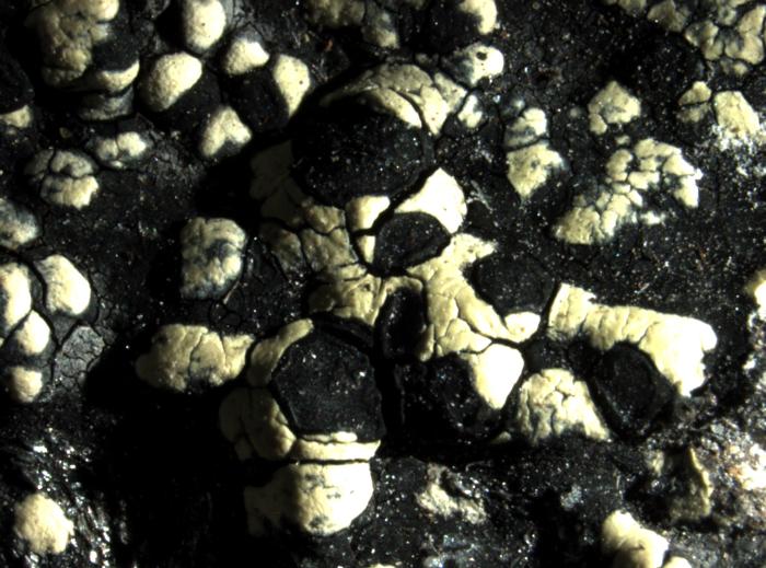 Rhizocarpon alpicola (Wahlenb.) Rabenh., 1861