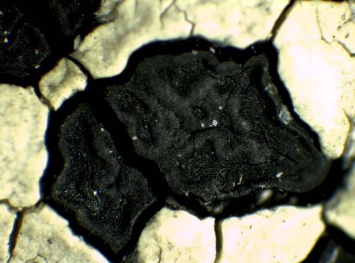 Rhizocarpon alpicola (Wahlenb.) Rabenh., 1861