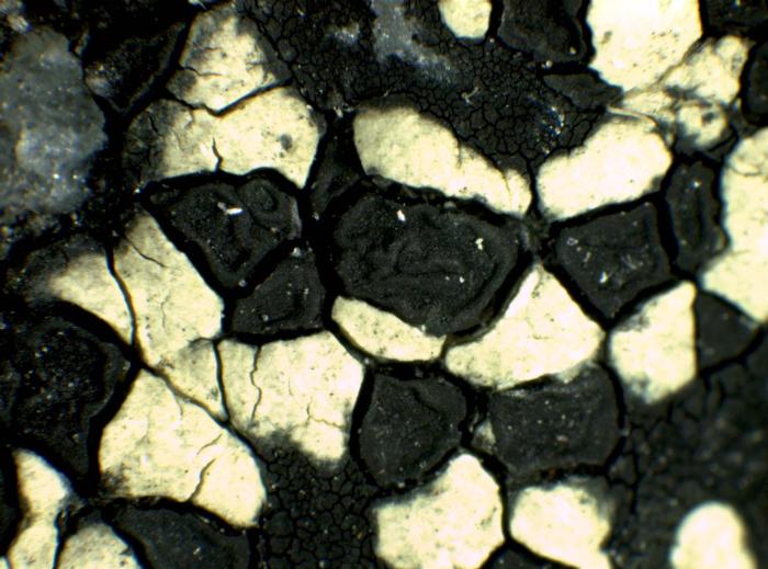 Rhizocarpon alpicola (Wahlenb.) Rabenh., 1861