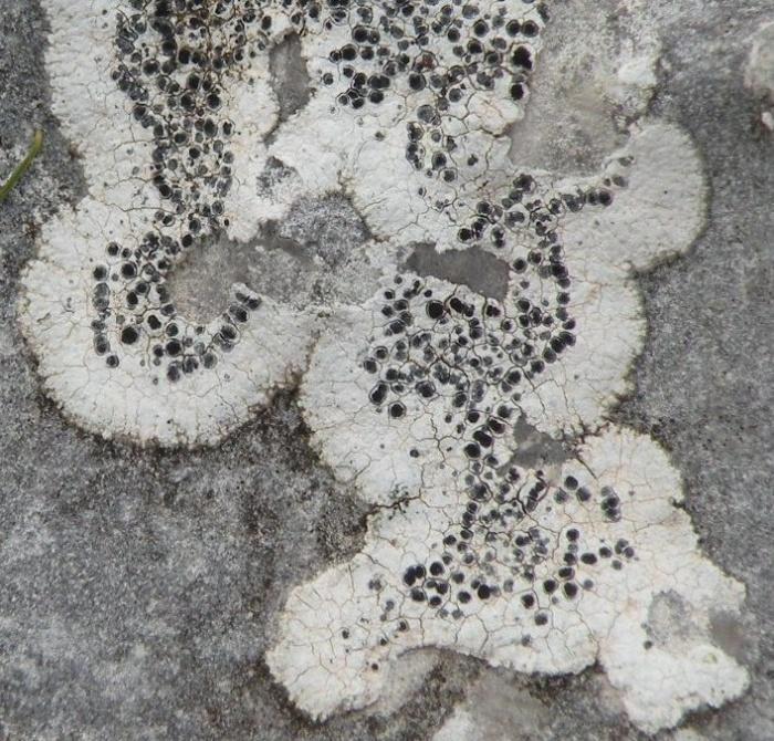Rhizocarpon umbilicatum (Ramond) Flagey, 1894