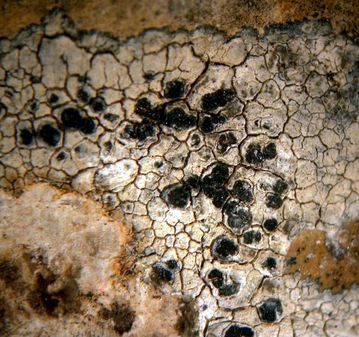 Rhizocarpon umbilicatum (Ramond) Flagey, 1894