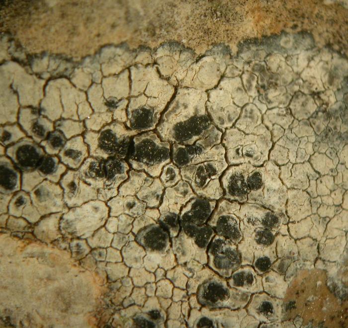 Rhizocarpon umbilicatum (Ramond) Flagey, 1894
