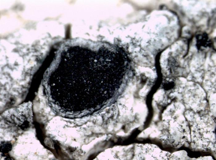 Rhizocarpon umbilicatum (Ramond) Flagey, 1894