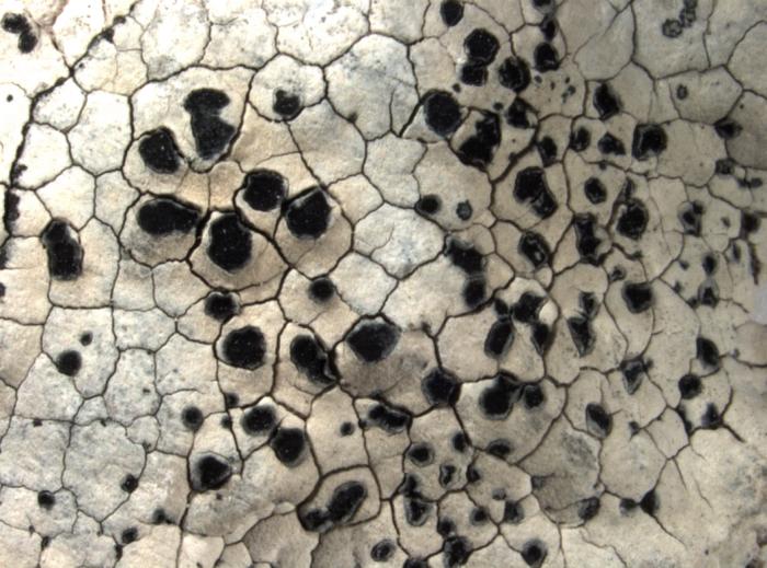 Rhizocarpon umbilicatum (Ramond) Flagey, 1894