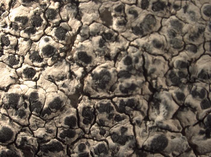 Rhizocarpon umbilicatum (Ramond) Flagey, 1894
