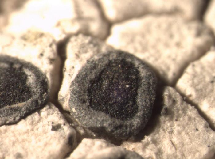 Rhizocarpon umbilicatum (Ramond) Flagey, 1894