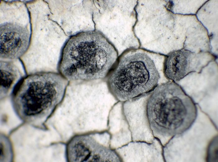 Rhizocarpon umbilicatum (Ramond) Flagey, 1894