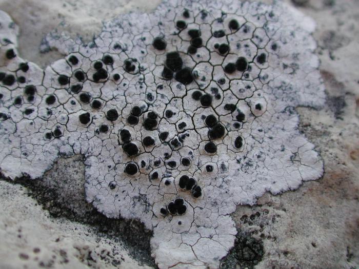 Rhizocarpon umbilicatum (Ramond) Flagey, 1894
