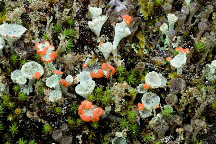 Cladonia diversa Asperges ex S. Stenroos, 2012