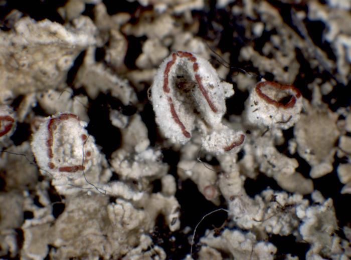 Cladonia diversa Asperges ex S. Stenroos, 2012