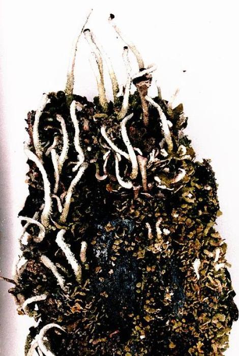 Photograph of a herbarium specimen, now in the Lichen Herbarium of the New York Botanical Garden. / © Ed Uebel