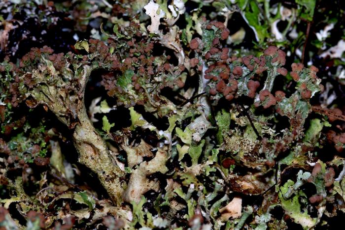 © Domenico Puntillo