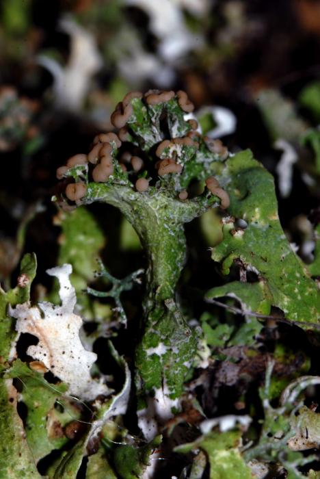 © Domenico Puntillo