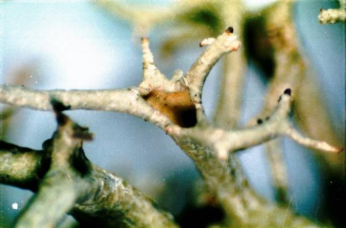 Photograph of a herbarium specimen taken through a dissecting microscope (x25) showing an open axil in a podetium, specimen is now in the Lichen Herbarium of the New York Botanical Garden. / © Ed Uebel