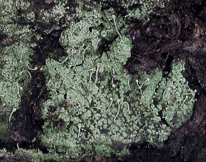 Chaenotheca furfuracea (L.) Tibell, 1984