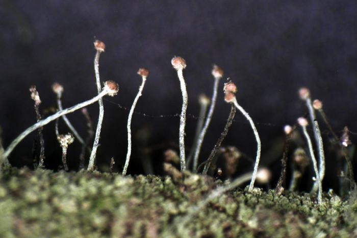 Chaenotheca furfuracea (L.) Tibell, 1984