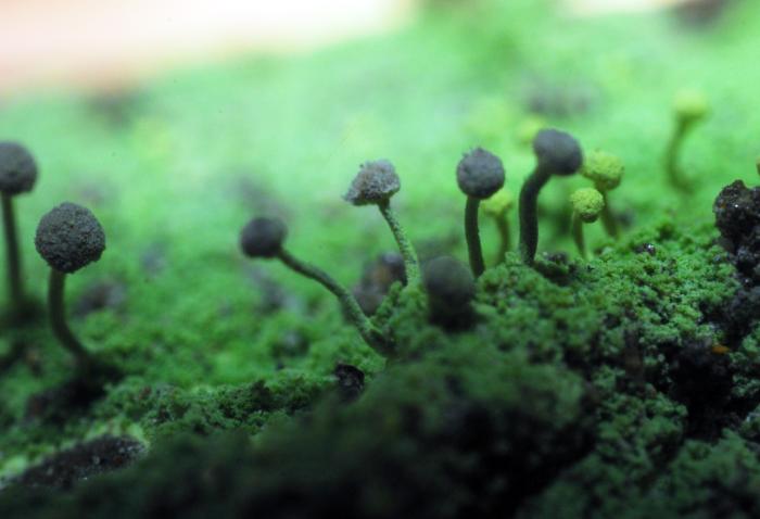 Chaenotheca furfuracea (L.) Tibell, 1984