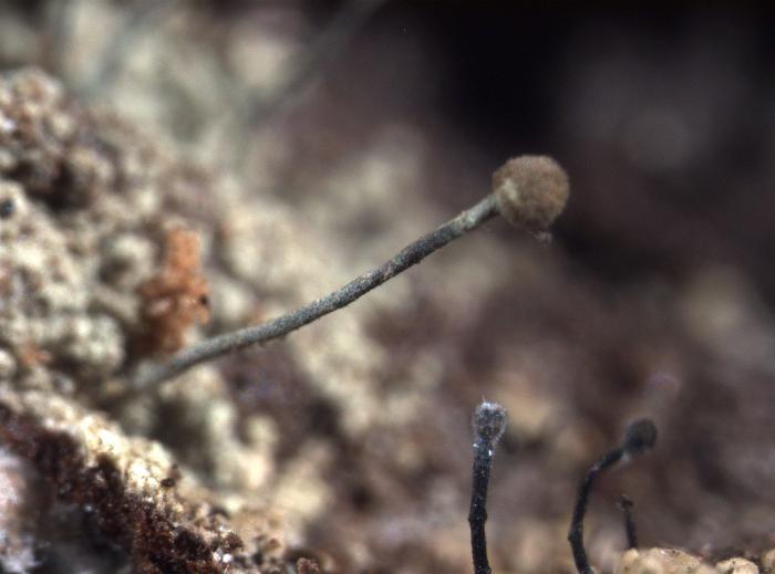 Chaenotheca furfuracea (L.) Tibell, 1984