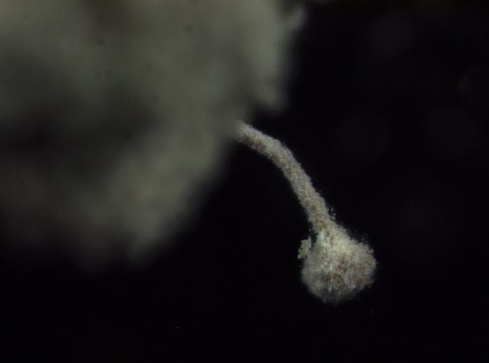 Chaenotheca furfuracea (L.) Tibell, 1984