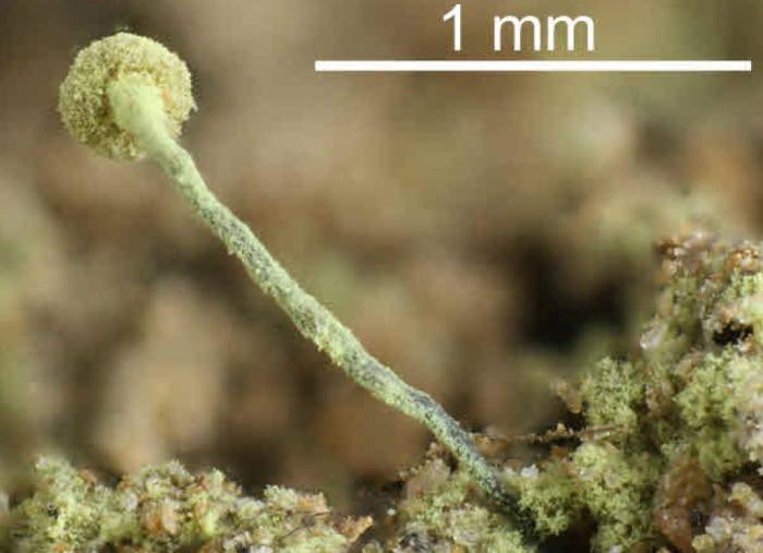 Chaenotheca furfuracea (L.) Tibell, 1984